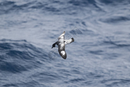 开普鸽海燕角南极鸟南极洲背景