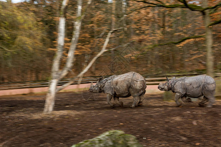母犀牛和小犀牛跑来去玩耍雄伟的动物图片