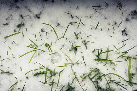 在寒冷的冬天草从雪层中升起图片