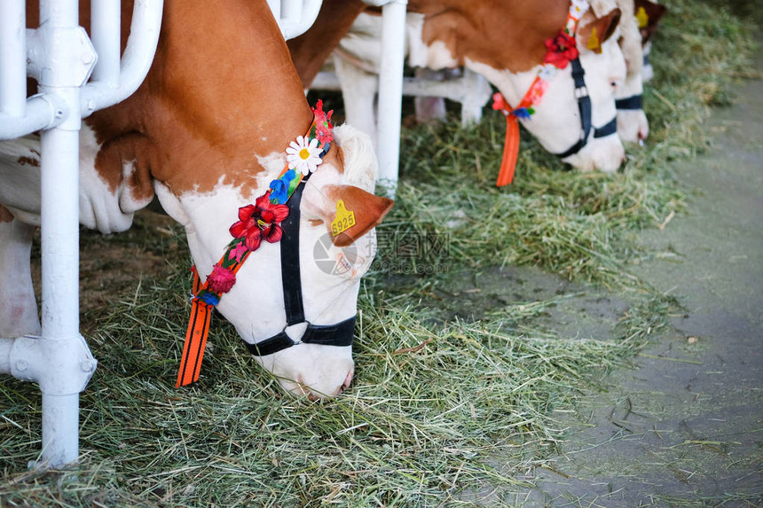奶牛在花圈与花在奶牛场吃干草农业农业和图片
