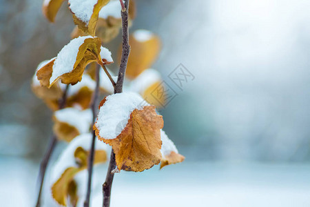 冬日干叶覆雪的葡萄干枝图片
