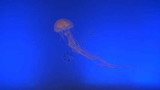令人惊叹的半透明水母在深蓝色的鱼缸中游来去漂浮在水族馆的伞形水生物有触手的动物可以捕捉猎物或保护自己免受背景图片