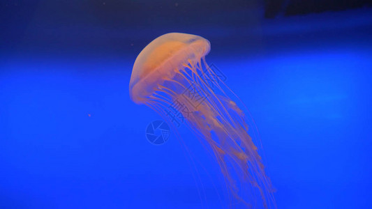 令人惊叹的半透明水母在深蓝色的鱼缸中游来去漂浮在水族馆的伞形水生物有触手的动物可以捕捉猎物或保护自己免受背景图片