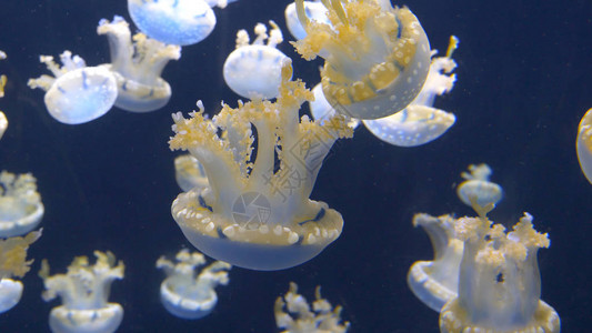 许多蓝海水母在深蓝色的水箱中游来去当地水族馆展出的小水母迷人的水生物漂浮在室内水箱中背景图片