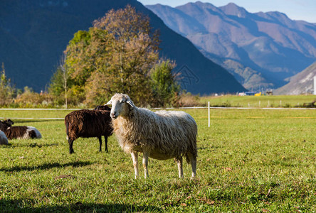 山中的传统绵羊牧场图片