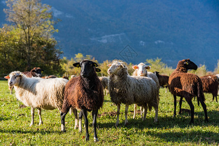 绿草上的绵羊牧场图片