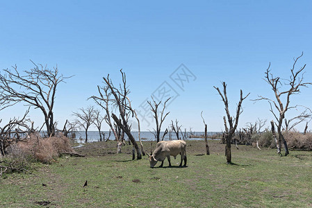 在博茨瓦纳Okawango三角洲南面Ngami湖岸边图片