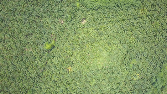 无尽茂盛的棕榈树种植园遍布风景如画的绿色景观图片