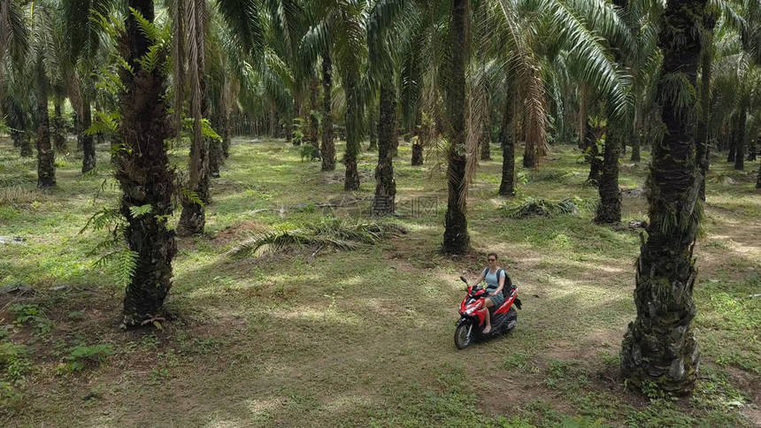 空中快乐的女人骑着她的踏板车在风景秀丽的大型棕榈油种植园中骑行白人女骑着摩托车探索广阔的热带森林骑摩托车的女孩图片