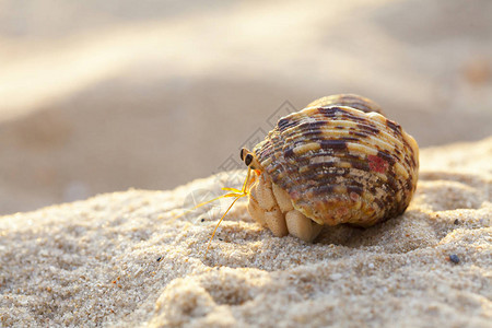 在泰国高木岛沙滩上的小寄居蟹赫米特螃蟹从贝壳里出来探究西切尔海背景图片