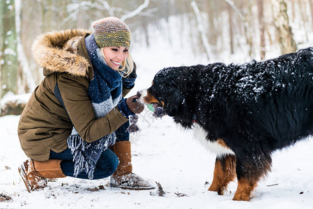 冬天在雪地里遛伯恩山犬的女人图片