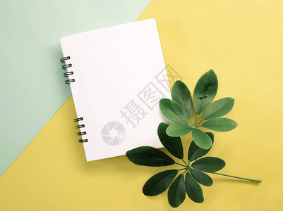 新的春绿叶在彩色背景上空白笔记本设图片