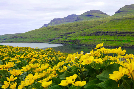 大片的黄色花朵环绕着美丽的峡湾图片