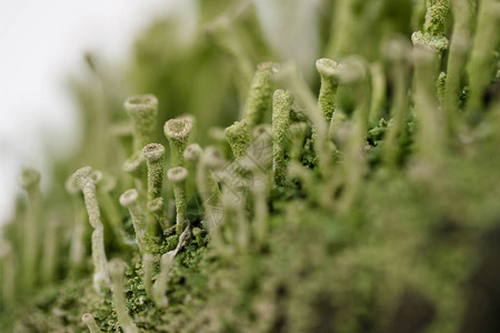 冬天的苔藓植物特写图片
