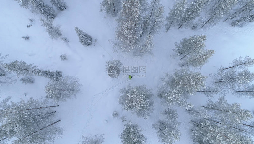 云杉树梢和年轻旅行者在新雪中行图片