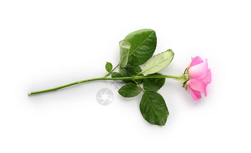 白色背景上美丽的粉红玫瑰图片