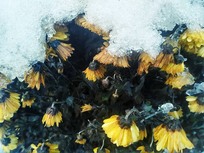 一堆白雪下的黄菊花冬花明亮的大气照片最小的喜怒无常的风景时尚图片