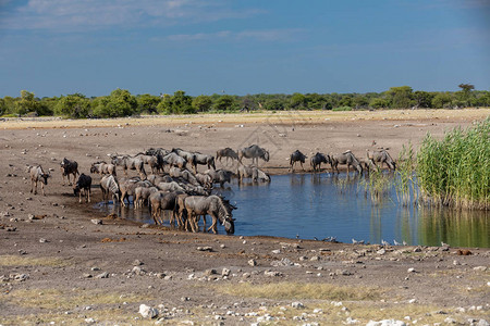 野生蓝角马牛羚在纳米比亚埃托沙的水坑里喝水非洲野生动物狩猎这是典图片