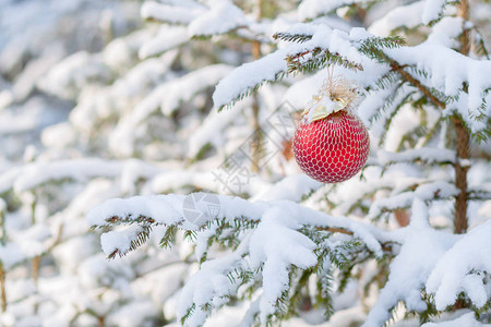 雪覆盖的firtree装饰图片