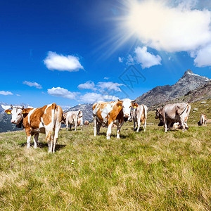 高山牧场的奶牛图片