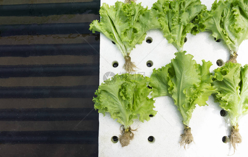 新鲜的有机绿色蔬菜蔬菜沙拉在温室水养农场白泡沫上的素食带有文本复制空图片