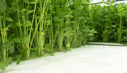 新鲜绿色叶子沙拉蔬菜健康食品在温室水栽养的花园里图片