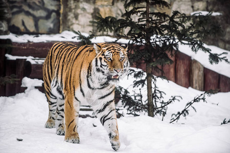 在晨雪中狩猎的幼虎图片