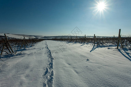美丽的冬季风景雪霜覆盖着树木和酒图片