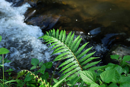 在瀑布的蕨绿叶图片