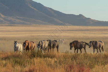 一群野马横跨犹他沙漠图片