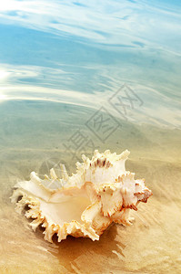 夏日沙滩上的单贝壳海中沙滩上的贝壳图片