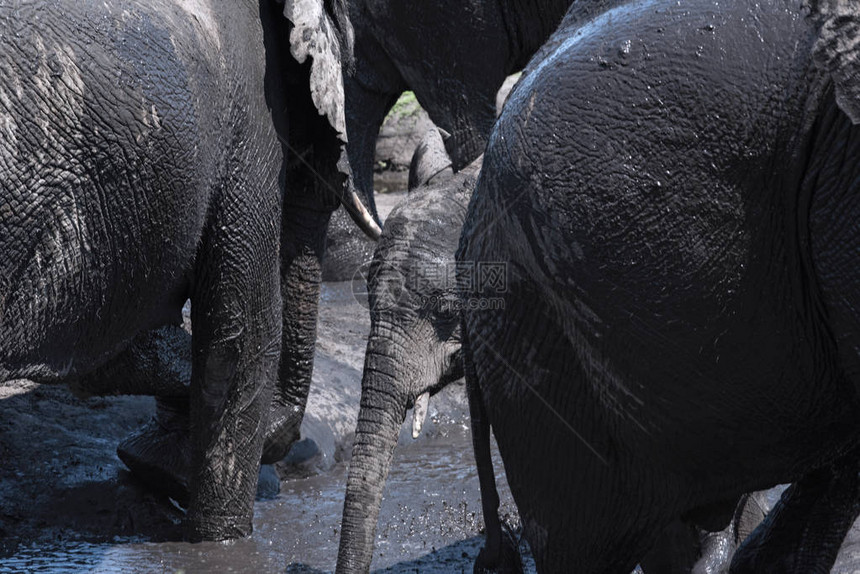 大象群在博茨瓦纳乔贝图片
