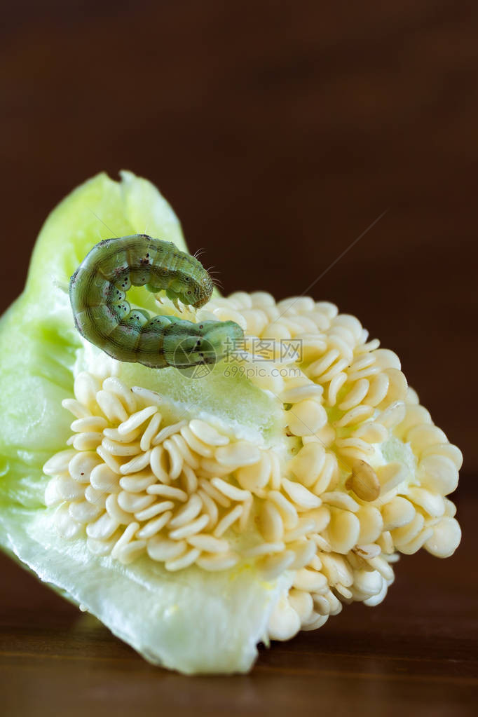 胡椒种子上的绿毛虫昆虫病害垂直图片