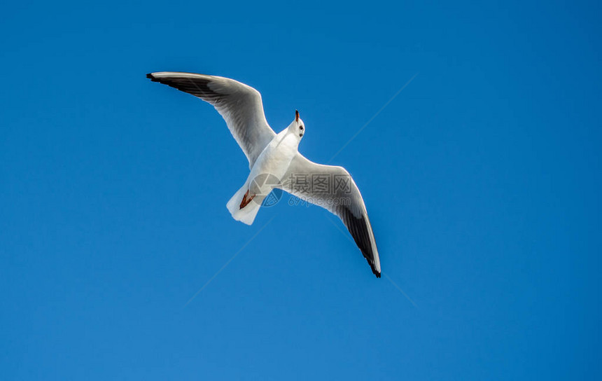 一只海鸥在天空中飞翔图片