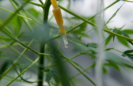 为种植而灌溉种植大图片