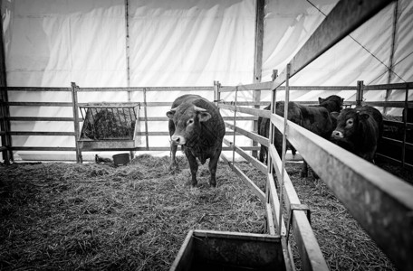 牛情况动物放殖彻底养殖牲畜详图片