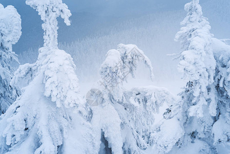 覆盖着雪和白霜的云杉树山坡上的冬季森林多云天气图片