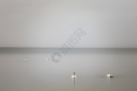 天鹅漂浮在平静的水上在图片