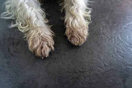 黑地板上的狗爪子图片