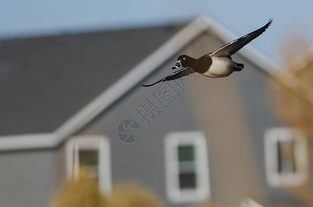 环颈鸭飞过邻里住宅区图片