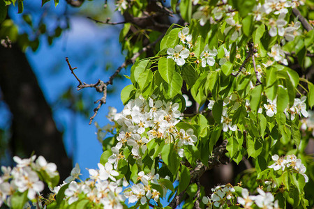 春天开花的椴树白花图片