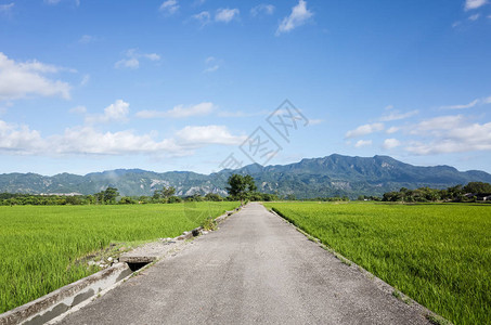 农村绿色稻田的道路图片
