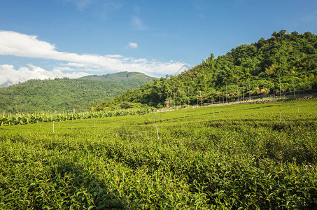 农村绿茶农场鹿野风景图片