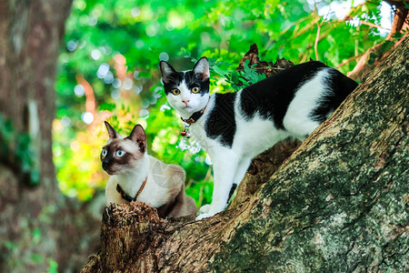 西亚猫爬上树来抓松鼠图片