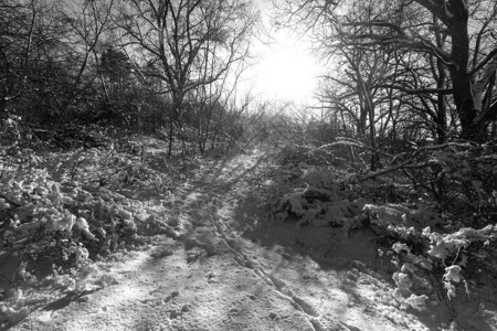 雪白冬季森林通道有深太阳和阴影图片