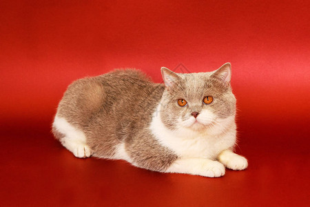 红色背景的美丽的猫纯洁的猫英国人图片