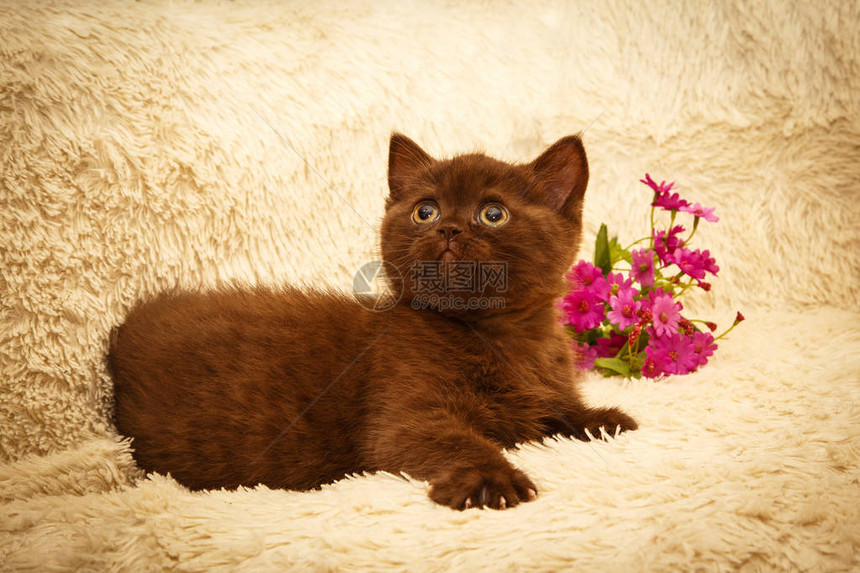 在家的巧克力小猫玩乐的年轻小猫图片