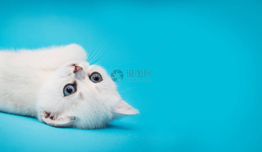 蓝色背景上顽皮的白色小猫英国栗鼠漂亮的小猫广告图片