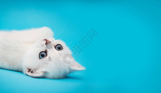 蓝色背景上顽皮的白色小猫英国栗鼠漂亮的小猫广告图片