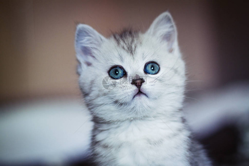 蓬松的白色小猫图片